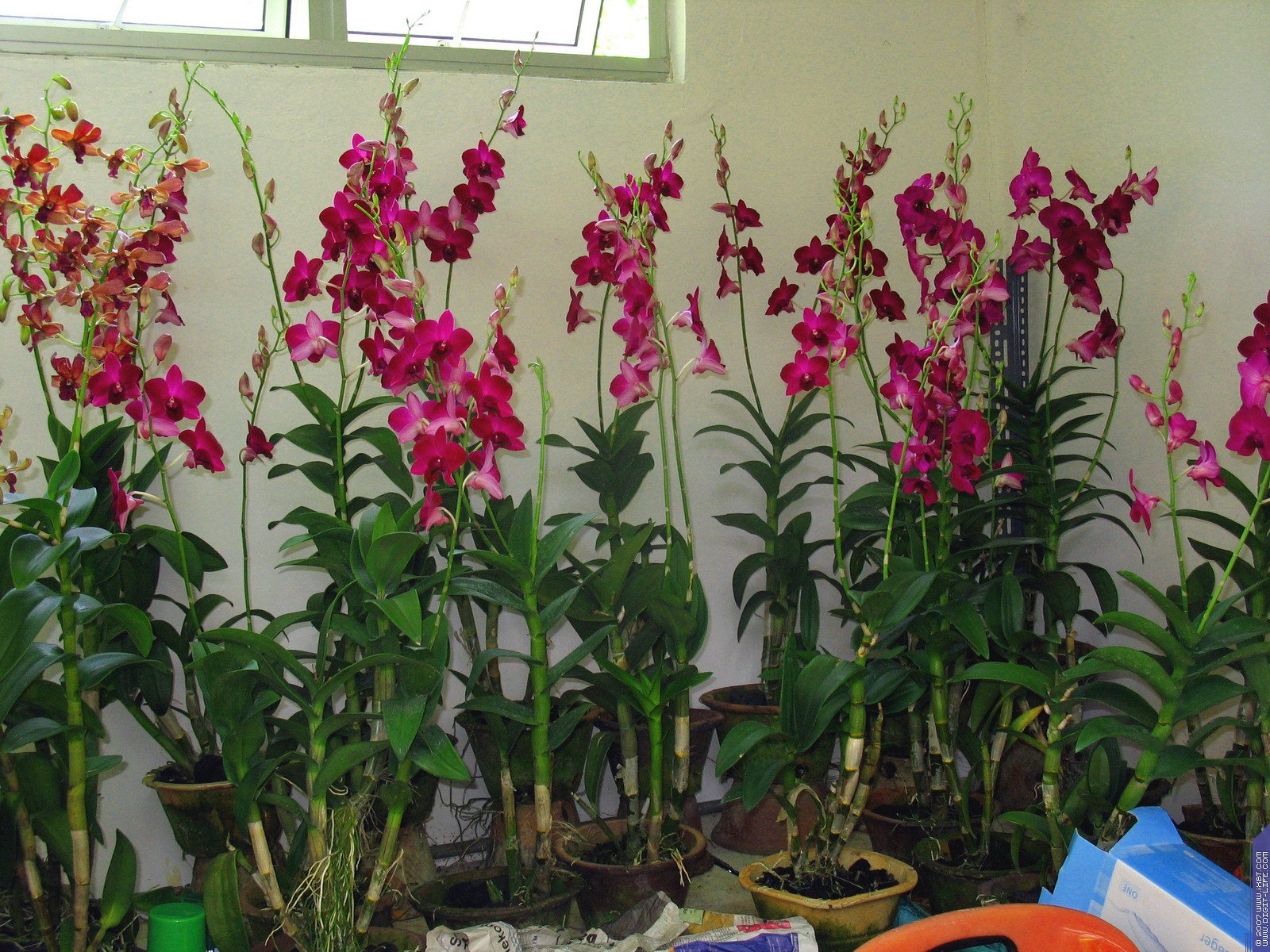 Орхидея Садовая Многолетняя