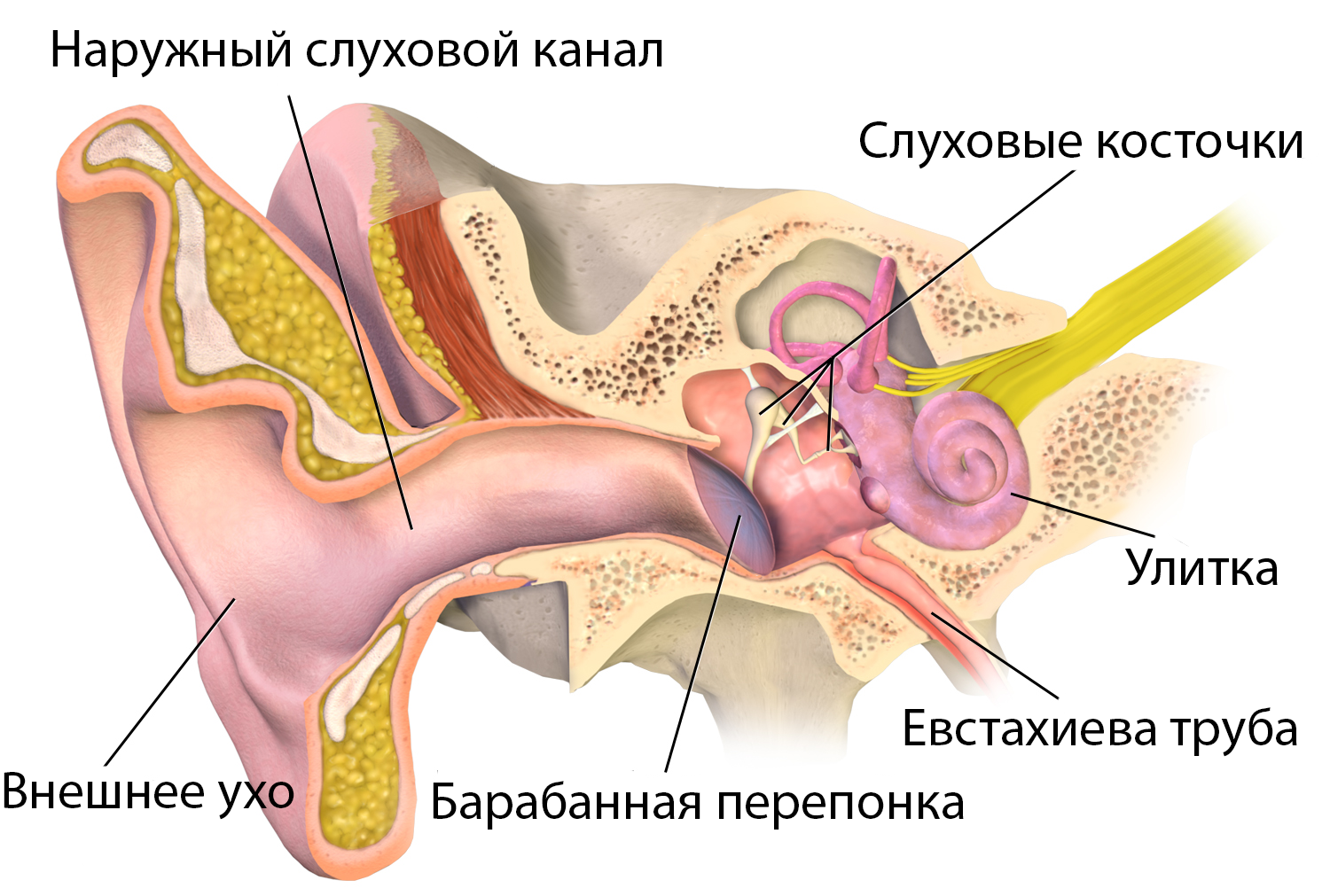 Тестирование беспроводных наушников с костной проводимостью звука  AfterShokz Aeropex