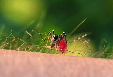 Возможности Huawei Mate 60 Pro+ показали при съёмке комара за работой