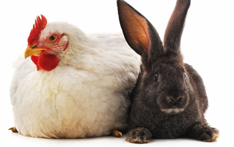 Пятничное: Путин разрешил россиянам разводить кроликов и кур на своих садовых и огородных участках