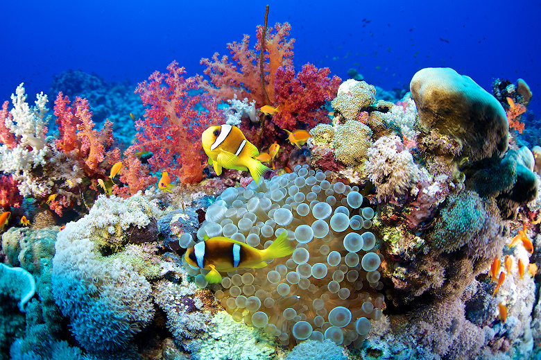 Инструмент от Google на базе искусственного интеллекта позволит морским биологам следить за «здоровьем» коралловых рифов