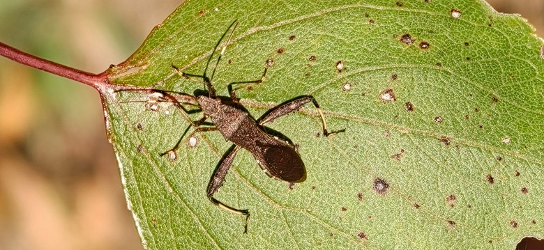 Ice Universe: «Теперь Samsung — бренд с самым худшим качеством снимков и самым высоким уровнем шума»